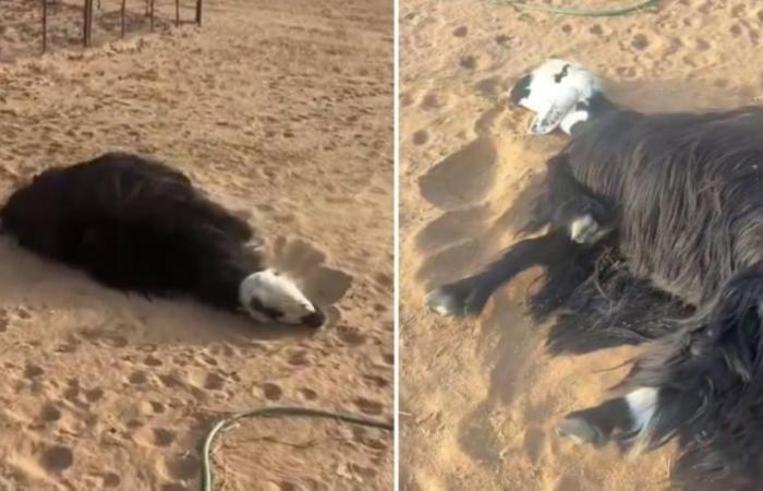 بوابة المساء الاخباري .. حادثة
      ارعبت
      الجميع..اتفرج
      مواطن
      سعودي
      رفض
      بيع
      “الشاة”
      لـ
      “زبون”
      وبعد
      5
      دقائق
      حدثت
      المفاجأة!!