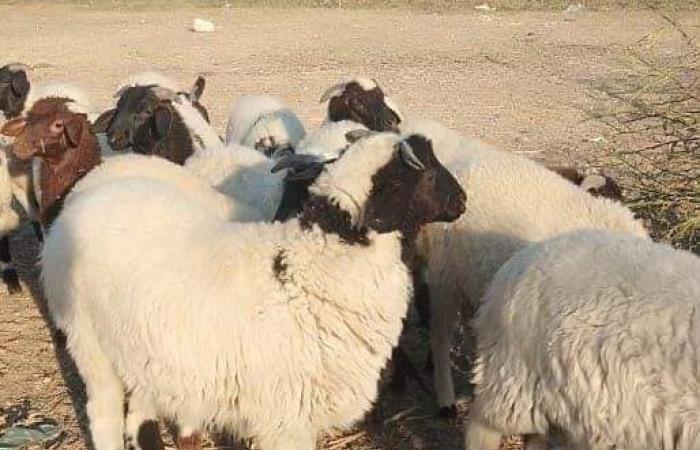 من
      قبلى
      لـ
      بحرى..
      استعدادات
      مُكثفة
      لاستقبال
      عيد
      الأضحى
      بجميع
      المحافظات..
      توفير
      كميات
      كافية
      من
      الأضاحى
      الحية
      والمبردة
      بأسعار
      مناسبة..
      وتجهيز
      المجازر
      الحكومية
      والخاصة
      وتقديم
      خدمات
      ذبح
      مجانية الفجر سبورت