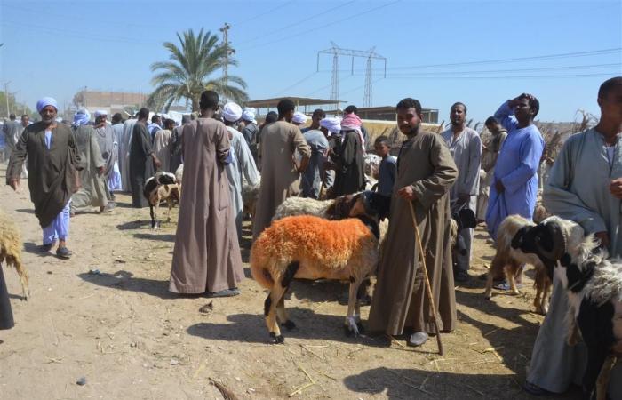 من
      قبلى
      لـ
      بحرى..
      استعدادات
      مُكثفة
      لاستقبال
      عيد
      الأضحى
      بجميع
      المحافظات..
      توفير
      كميات
      كافية
      من
      الأضاحى
      الحية
      والمبردة
      بأسعار
      مناسبة..
      وتجهيز
      المجازر
      الحكومية
      والخاصة
      وتقديم
      خدمات
      ذبح
      مجانية الفجر سبورت