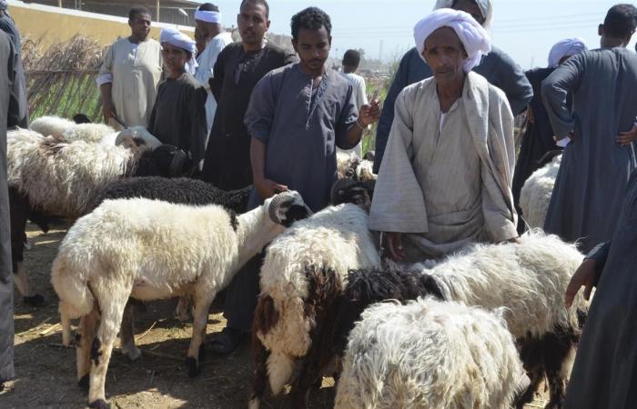 من
      قبلى
      لـ
      بحرى..
      استعدادات
      مُكثفة
      لاستقبال
      عيد
      الأضحى
      بجميع
      المحافظات..
      توفير
      كميات
      كافية
      من
      الأضاحى
      الحية
      والمبردة
      بأسعار
      مناسبة..
      وتجهيز
      المجازر
      الحكومية
      والخاصة
      وتقديم
      خدمات
      ذبح
      مجانية الفجر سبورت