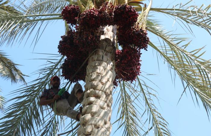 بالصور..
      طالع
      نخل:
      مهنتي
      ملهاش
      بديل
      عصري
      وورثتها
      بكل
      فخر
      واقتناع المساء الاخباري ..