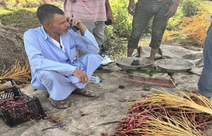 تواصل
      حصاد
      البلح
      بمزارع
      القليوبية..
      اعرف
      أبرز
      الأنواع - بوابة المساء الاخباري