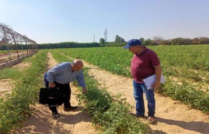 توزيع
      54
      ألف
      طن
      أسمدة
      على
      المزارعين
      بالمنوفية - بوابة المساء الاخباري