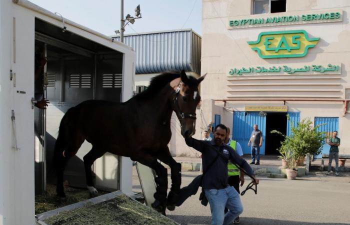 وصول
      عدد
      من
      الخيول
      المشتركة
      في
      بطولة
      مصر
      الدولية
      للفروسية..
      صور المساء الاخباري ..