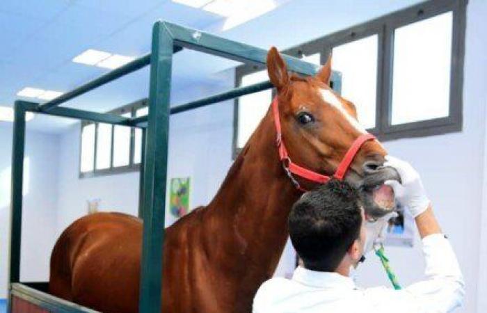 المتحدث
      العسكرى:
      وصول
      عدد
      من
      الخيول
      المشاركة
      فى
      بطولة
      مصر
      الدولية
      للفروسية - بوابة المساء الاخباري