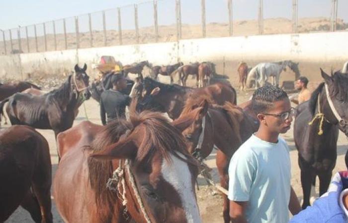 مبادرة
      بداية..
      الزراعة:
      علاج
      وفحص
      1800
      رأس
      مجانا
      بمنطقة
      نزلة
      السمان
      بالهرم .. بوابة المساء الاخباري