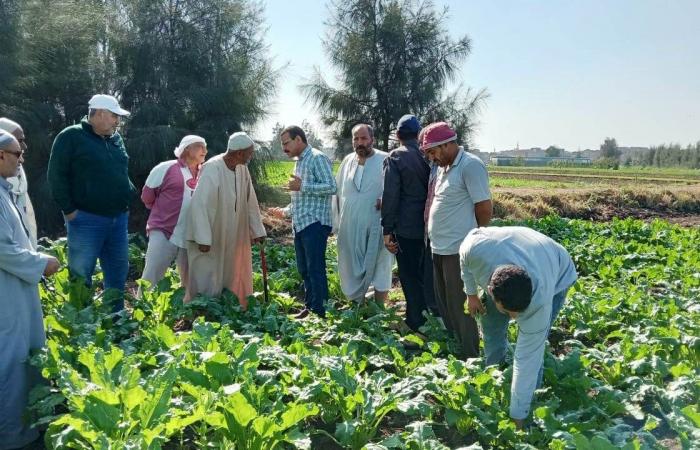 زراعة
      35
      ألف
      فدان
      بمحصول
      بنجر
      السكر
      في
      البحيرة..
      صور المساء الاخباري ..