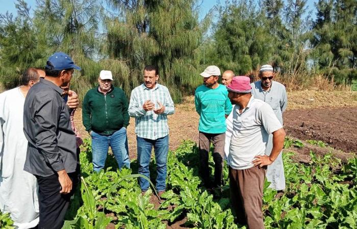 زراعة
      35
      ألف
      فدان
      بمحصول
      بنجر
      السكر
      في
      البحيرة..
      صور المساء الاخباري ..