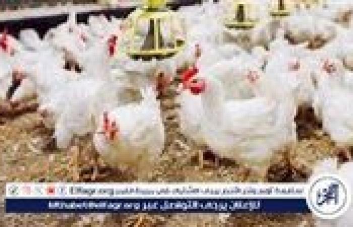 أسعار
      الدواجن
      اليوم
      الأربعاء
      13-11-2024
      في
      الدقهلية