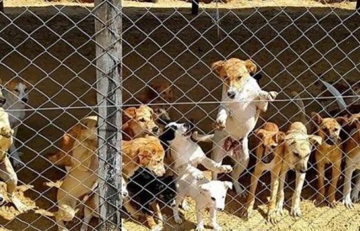 بيع
      لحوم
      الكلاب
      بديلا
      للضاني
      والبتلو..
      عقوبات
      للمخالفين
      بعد
      تحرك
      البرلمان .. بوابة المساء الاخباري