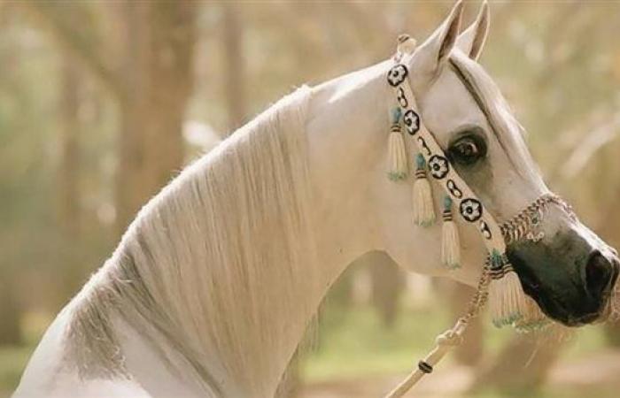 مثقفون
      وأدباء
      يؤكدون
      قيمة
      الخيل
      ومكانتها
      في
      الأدب
      والتراث
      الشعبي
      المصري
      والعربي .. بوابة المساء الاخباري