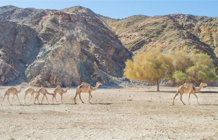 غرب
      سهيل
      بأسوان
      وأبو
      غصون
      بالبحر
      الأحمر
      ضمن
      أفضل
      القرى
      الريفية
      السياحية
      2024 .. بوابة المساء الاخباري