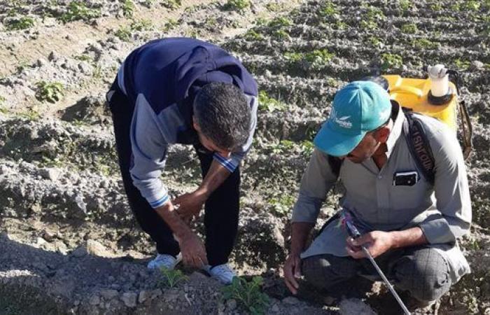 "الزراعة"
      تقدم
      الدعم
      الفني
      لمزارعي
      البساتين
      في
      الاسكندرية .. بوابة المساء الاخباري