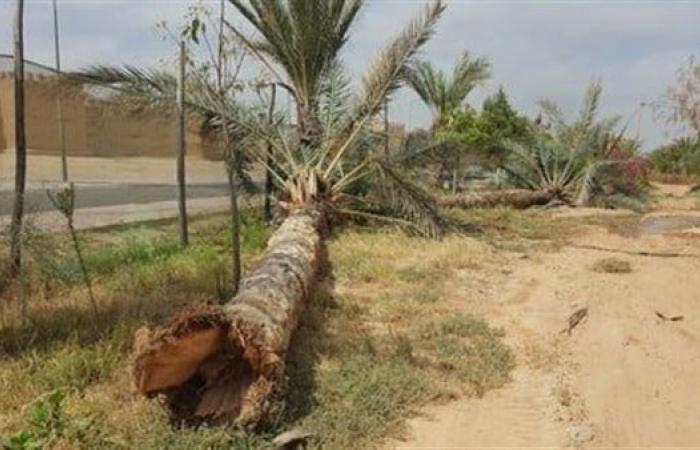 احذر..
      قطع
      النخيل
      يعرضك
      لغرامة
      5
      آلاف
      جنيه
      طبقا
      لقانون
      الري .. بوابة المساء الاخباري