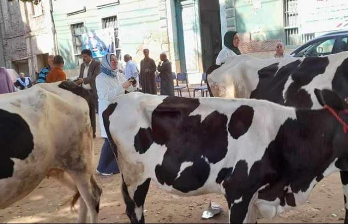 البروسيلا| مرض خطير يهدد الحيوان والإنسان.. والزراعة تكشف التفاصيل .. بوابة المساء الاخباري