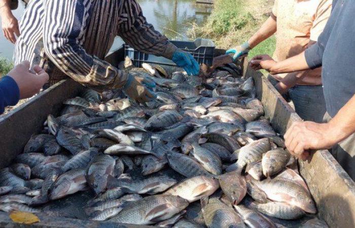 انطلاق
      موسم
      حصاد
      السمك
      البلطي
      بالمزارع
      السمكية
      المفتوحة
      بزراعة
      بنها - بوابة المساء الاخباري