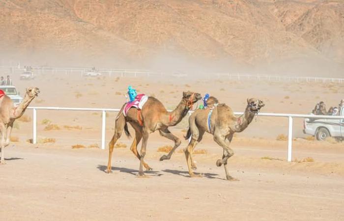 في 24 ساعة.. جنوب سيناء توضح ظاهرة انحسار مياه البحر.. وسباقات للهجن بنويبع.. واحتفالات عيد القديسة كاترينا بسانت كاترين .. بوابة المساء الاخباري