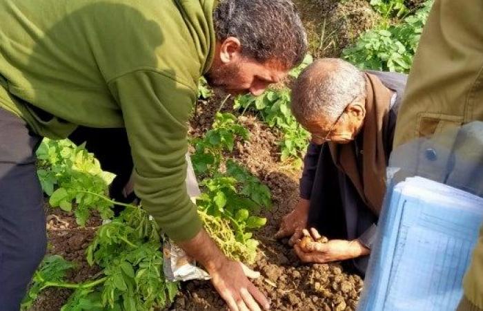 مهندسو المركزية للبساتين يتابعون زراعات البطاطس وتقديم الدعم الفني للمزارعين .. بوابة المساء الاخباري