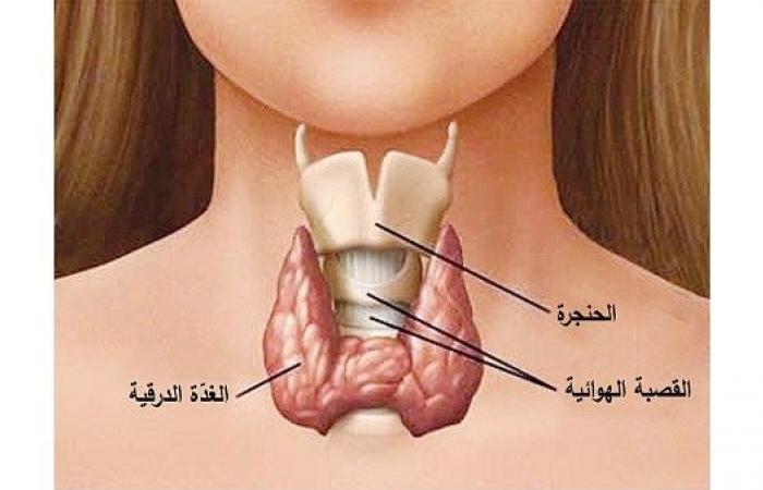 طعام غير متوقع يعالج الغدة الدرقية ويقوي المناعة .. بوابة المساء الاخباري