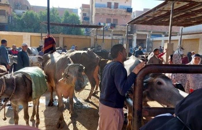 قوافل بيطرية مجانية لمعالجة الماشية في سوهاج والمنوفية .. بوابة المساء الاخباري