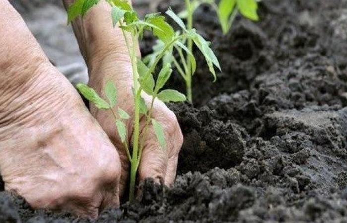 الزراعة العضوية ترفع أرباح المزارعين وتحسن جودة الإنتاج المحلي والتصديري .. بوابة المساء الاخباري