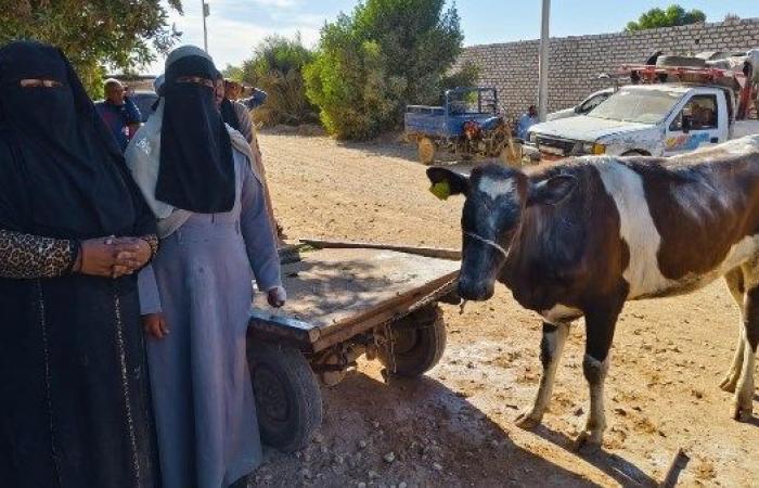 لدعم المرأة الريفية .. الزراعة توزع أبقارًا مجانية بأسوان .. بوابة المساء الاخباري