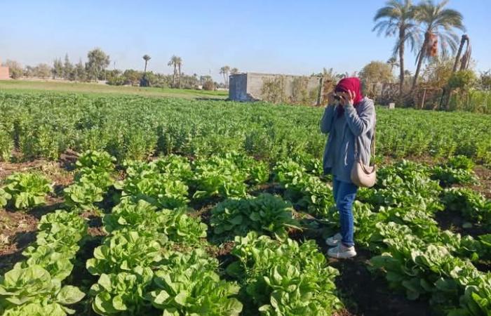 فريق
      الإرشادي
      البحثي
      بالفيوم
      يقوم
      بزيارة
      حقول
      محاصيل
      الطماطم
      والفول
      والخس