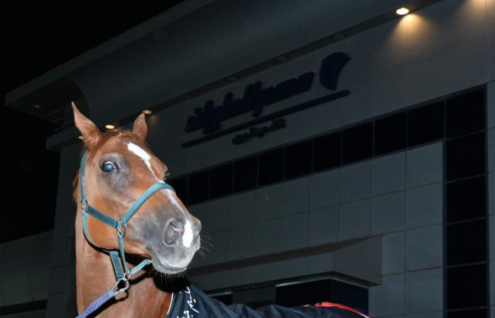 مصر للطيران تنقل الخيول المشاركة في بطولة الفروسية الدولية بقطر| صور .. بوابة المساء الاخباري