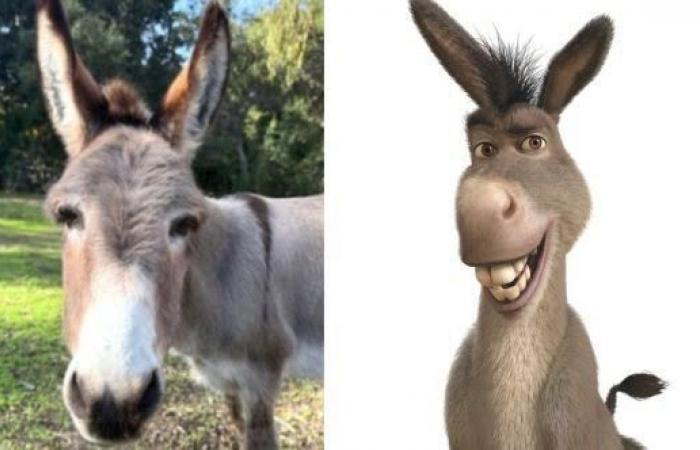 وفاة “بيري” ملهم شخصية Donkey في فيلم Shrek .. بوابة المساء الاخباري