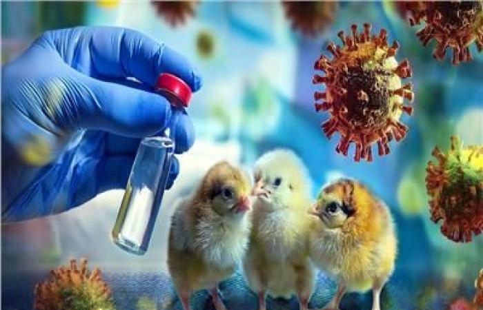 بعد أول وفاة بإنفلونزا الطيور بأمريكا.. كل ما تريد معرفته عن فيروس H5 N1 المميت .. بوابة المساء الاخباري