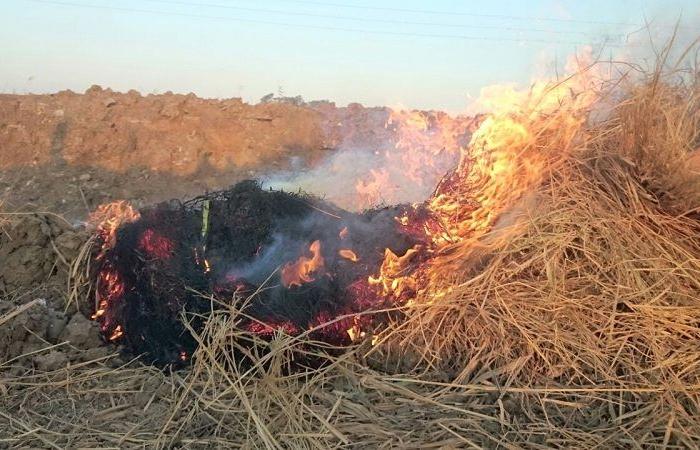 بالقانون.. تعرف على آليات معالجة المخلفات الزراعية .. بوابة المساء الاخباري