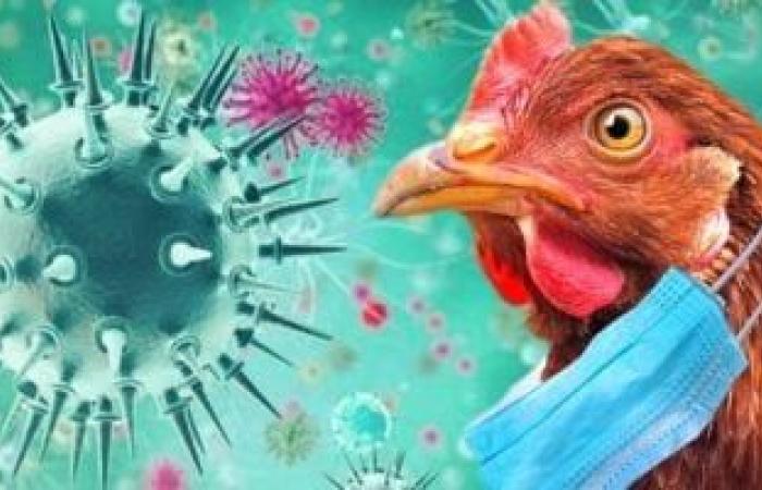 بعد أول وفاة بإنفلونزا الطيور بأمريكا.. كل ما تريد معرفته عن فيروس H5 N1 المميت .. بوابة المساء الاخباري