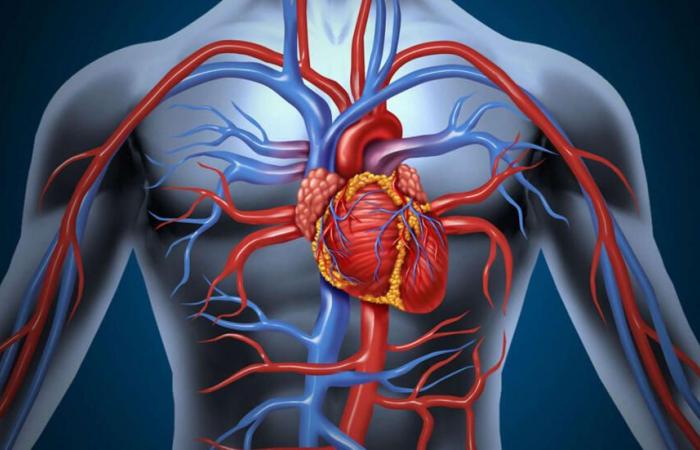 الكيلو بـ 15 جنيها.. فوائد خارقة لتناول اليوسفي بانتظام| أرخص فاكهة .. بوابة المساء الاخباري