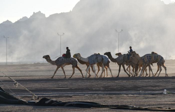 محافظة جنوب سيناء| آخر استعدادات مضمار الهجن .. ورحلة في أعماق الطبيعة .. بوابة المساء الاخباري