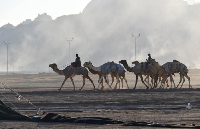 انطلاق مهرجان الهجن بشرم الشيخ.. و«الترابين» تفوز  بسباق الزلقة.. وسيارتان جائزة الفائزين|صور .. بوابة المساء الاخباري