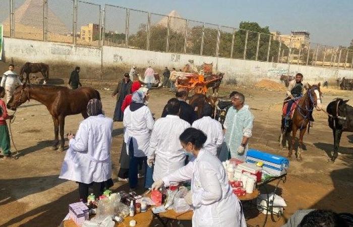 بيطري الجيزة: فحص وعلاج 1700 رأس من الخيول والإبل مجانا بمنطقة نزلة السمان .. بوابة المساء الاخباري