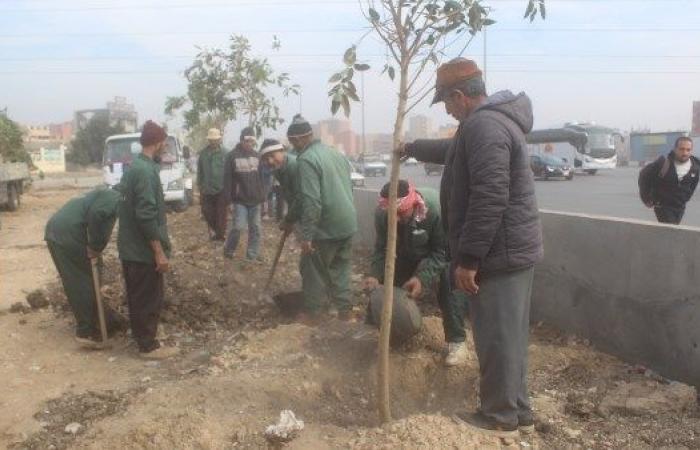 مبادرة 100 مليون شجرة.. تنفيذ المرحلة الأولى لتشجير الطريق الدائري بالجيزة .. بوابة المساء الاخباري