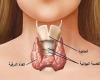 طعام غير متوقع يعالج الغدة الدرقية ويقوي المناعة .. بوابة المساء الاخباري