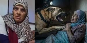 الفجر سبورت .. مهاجمة
      كلب
      إسرائيلي
      مسنة
      فلسطينية